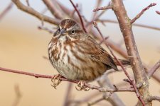 B07SongSparrow8352.jpg