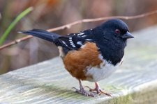 B08SpottedTowhee8313.jpg