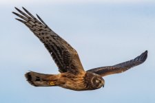C01NorthernHarrier8393.jpg