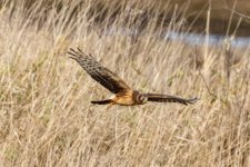 C02NorthernHarrier8381.jpg