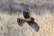 C03NorthernHarrierHen8355.jpg