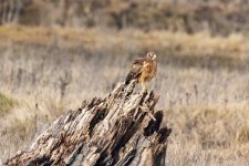 C06NorthernHarrier8412.jpg