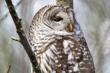 C07BarredOwl8240.jpg