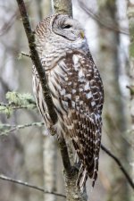 C08BarredOwl8249.jpg