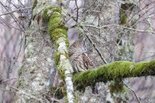 C09BarredOwl8282.jpg