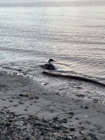 IMG_8276.jpeg