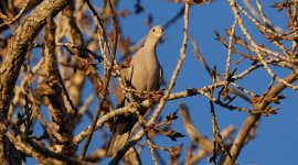 Collered Dove.JPG
