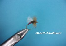 Adam's Coachman.jpg