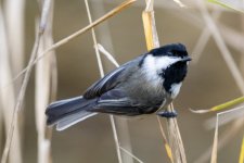D01BlackCappedChickadee8152.jpg