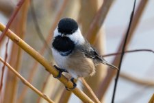 D02BlackCappedChickadee8211.jpg
