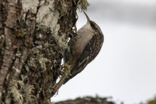 D03BrownCreeper8310.jpg