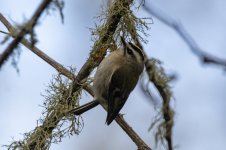 D04GoldenCrownedKinglet8265.jpg