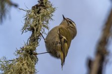 D05GoldenCrownedKinglet8271.jpg