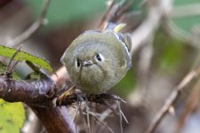 D05RubyCrownedKinglet8125.jpg