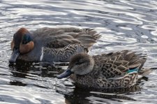 E03GreenWingedTealDrake&Hen8174.jpg