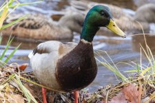 E04MallardDrake8048.jpg