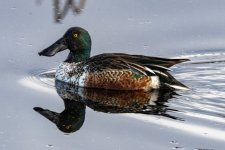 E05NorthernShovelerDrake8183.jpg