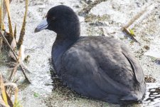 E08AmericanCoot8217.jpg