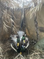 IMG_6684.jpeg