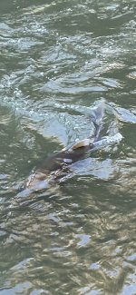 IMG_2627.jpeg