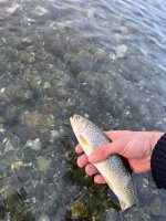 IMG_8386.jpeg