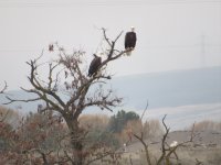 eagles.JPG