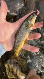 1704170636177.jpeg