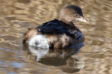 A01PiedBilledGrebe8554.jpg