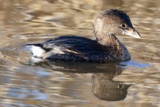 A02PiedBIlledGrebe8556.jpg