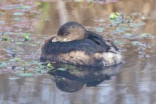 A04PiedBilledGrebe8497.jpg