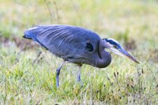 C01GreatBlueHeron8641.jpg