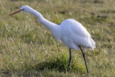 C03GreatEgret8560.jpg