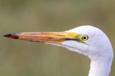 C04GreatEgret8640.jpg