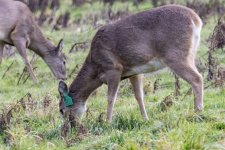 B01WhiteTailedDeerDoe8615.jpg