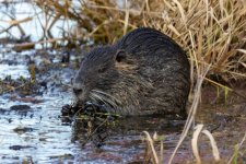 B02Nutria8580.jpg