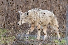 B03CoyoteAmongThistles8610.jpg