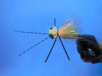 tigerbeetle2.JPG tigerbeetle2.JPG