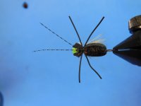 tigerbeetle3.JPG tigerbeetle3.JPG