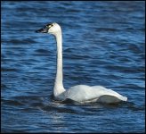 IMG_9117TundraSwan.jpeg