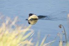 Water Ostrich.JPG