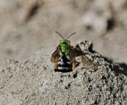 Ground Bee edit.jpg