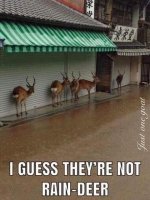 raindeer.jpg raindeer.jpg