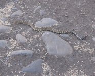 Rattlesnake.JPG