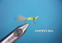 Cooper's Bug.jpg Cooper's Bug.jpg