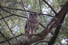 owl.JPG