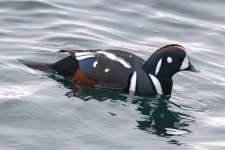 A01aHarlequinDrake8711.jpg