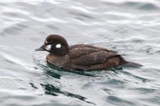 A03HarlequinHen8719.jpg