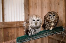 barred-and-spotted-owlsjpg-062c98890747a197.jpg barred-and-spotted-owlsjpg-062c98890747a197.jpg