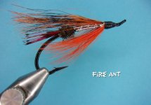 Fire Ant.jpg