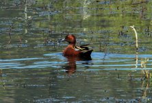 IMG_9960.jpg